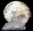 Hoploscaphites Ammonite Fossil - Wyoming #44059-1